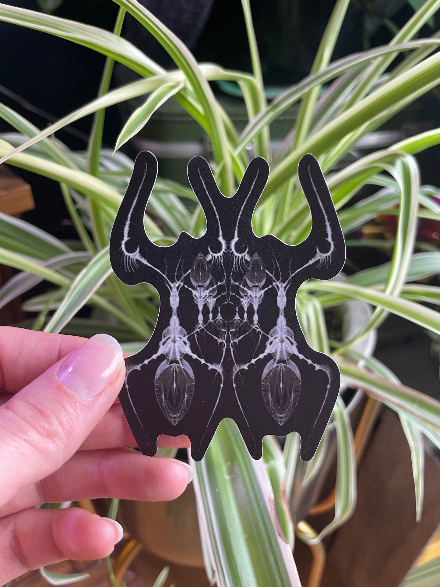 AntWeb Vinyl Sticker