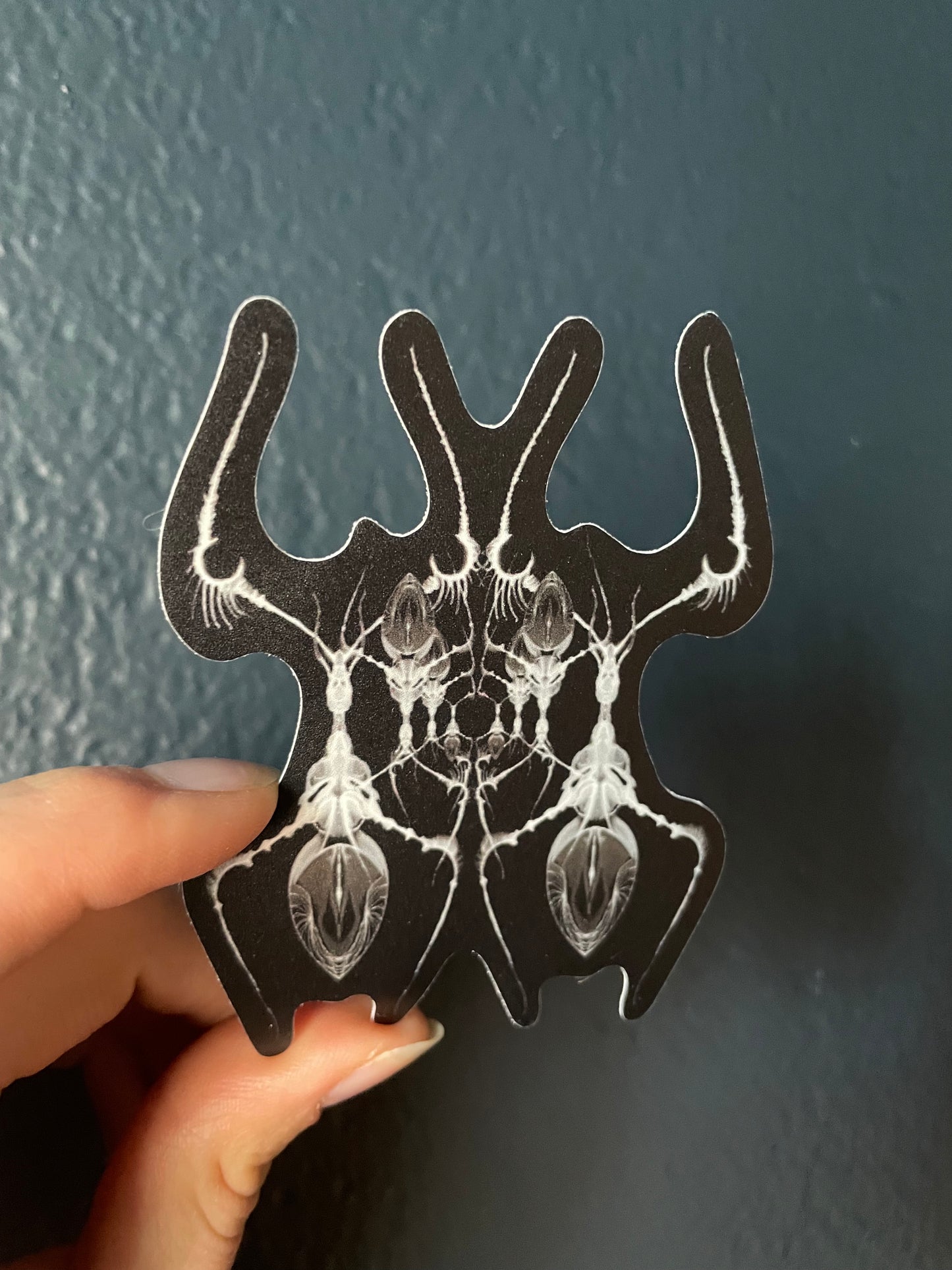 AntWeb Vinyl Sticker