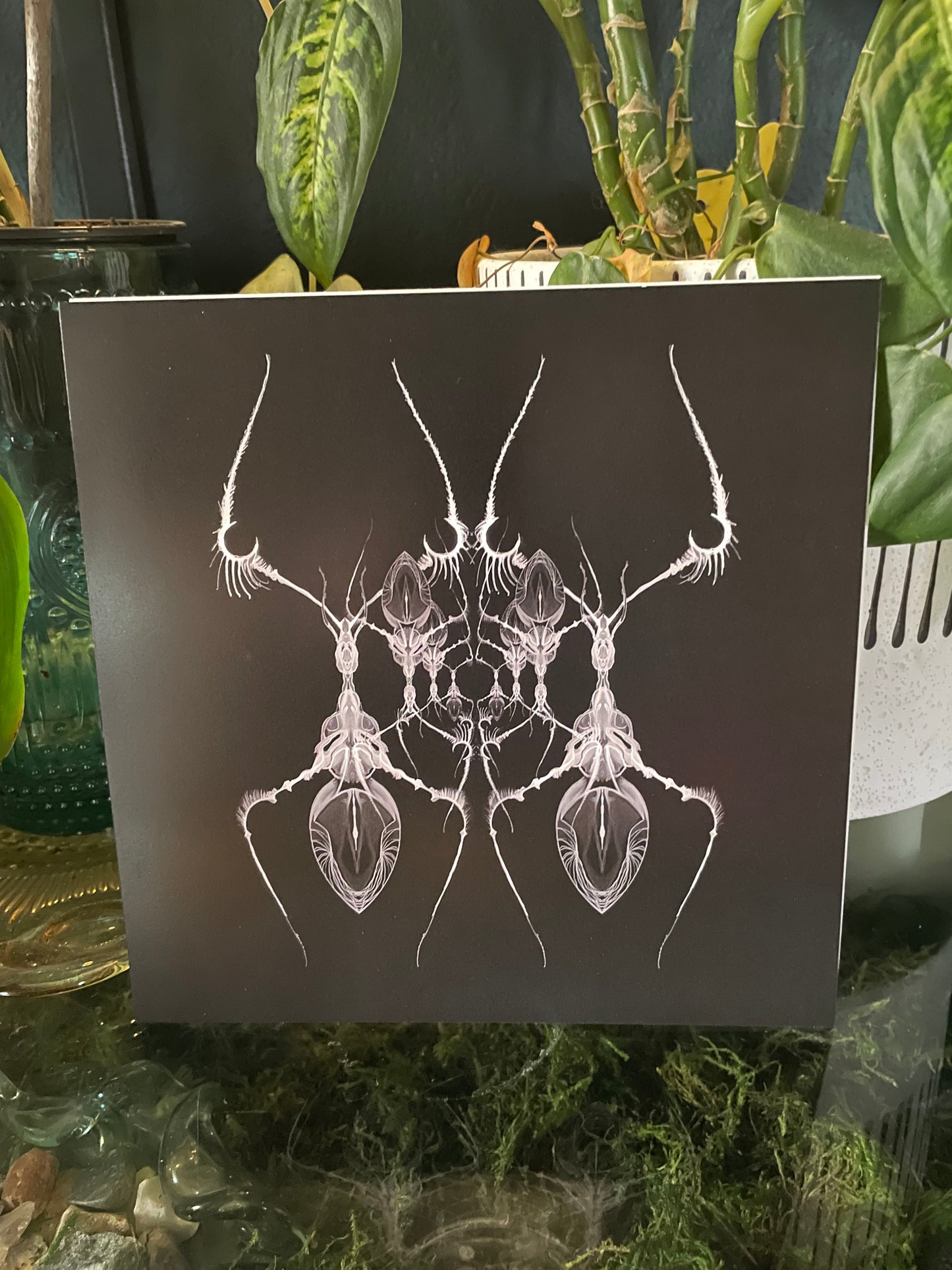 AntWeb 8x8 Art Print