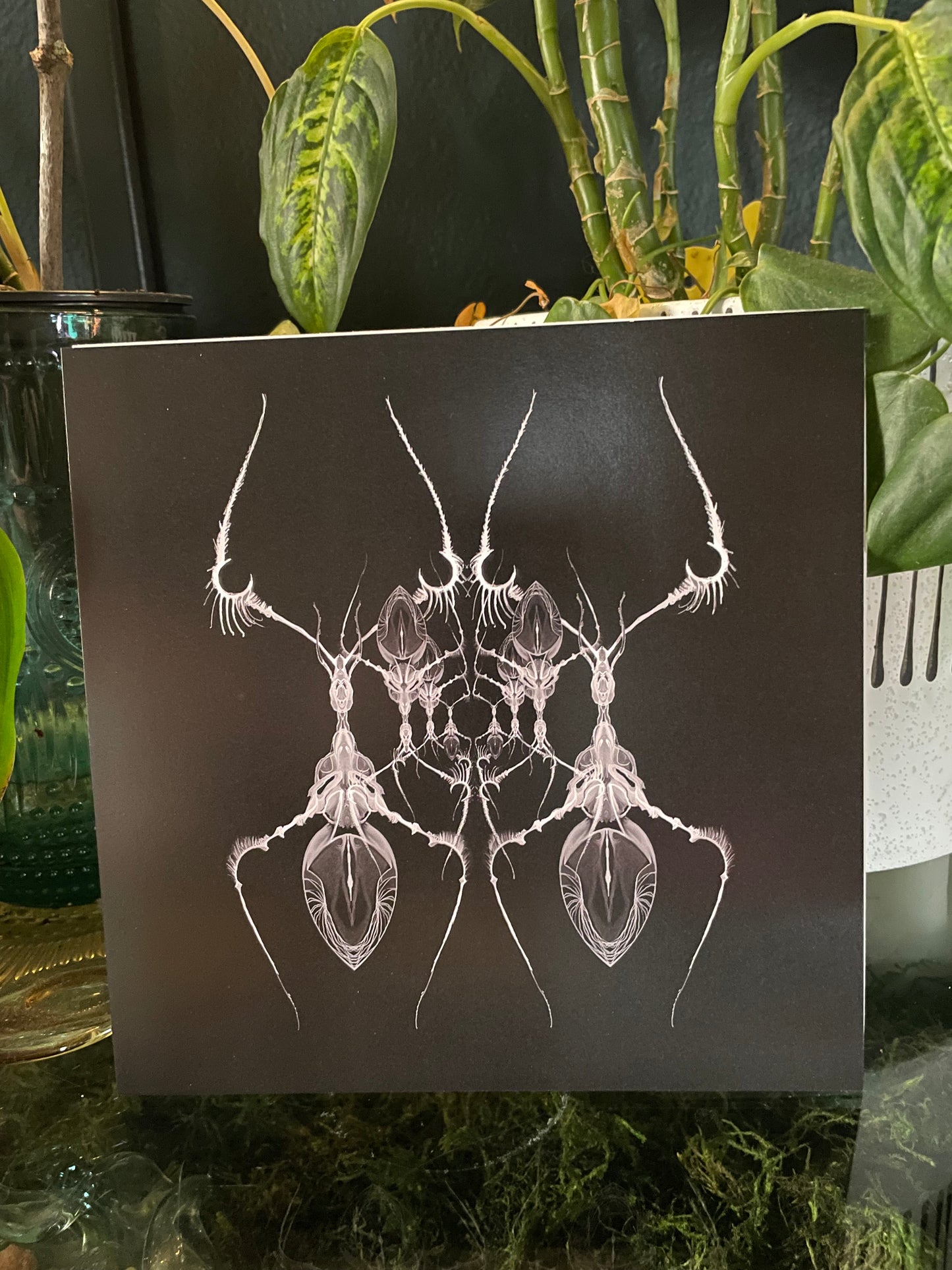 AntWeb 8x8 Art Print