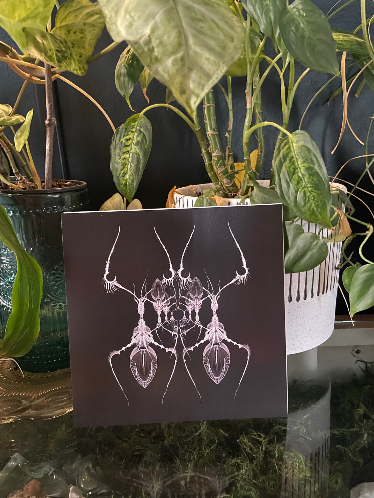 AntWeb 8x8 Art Print