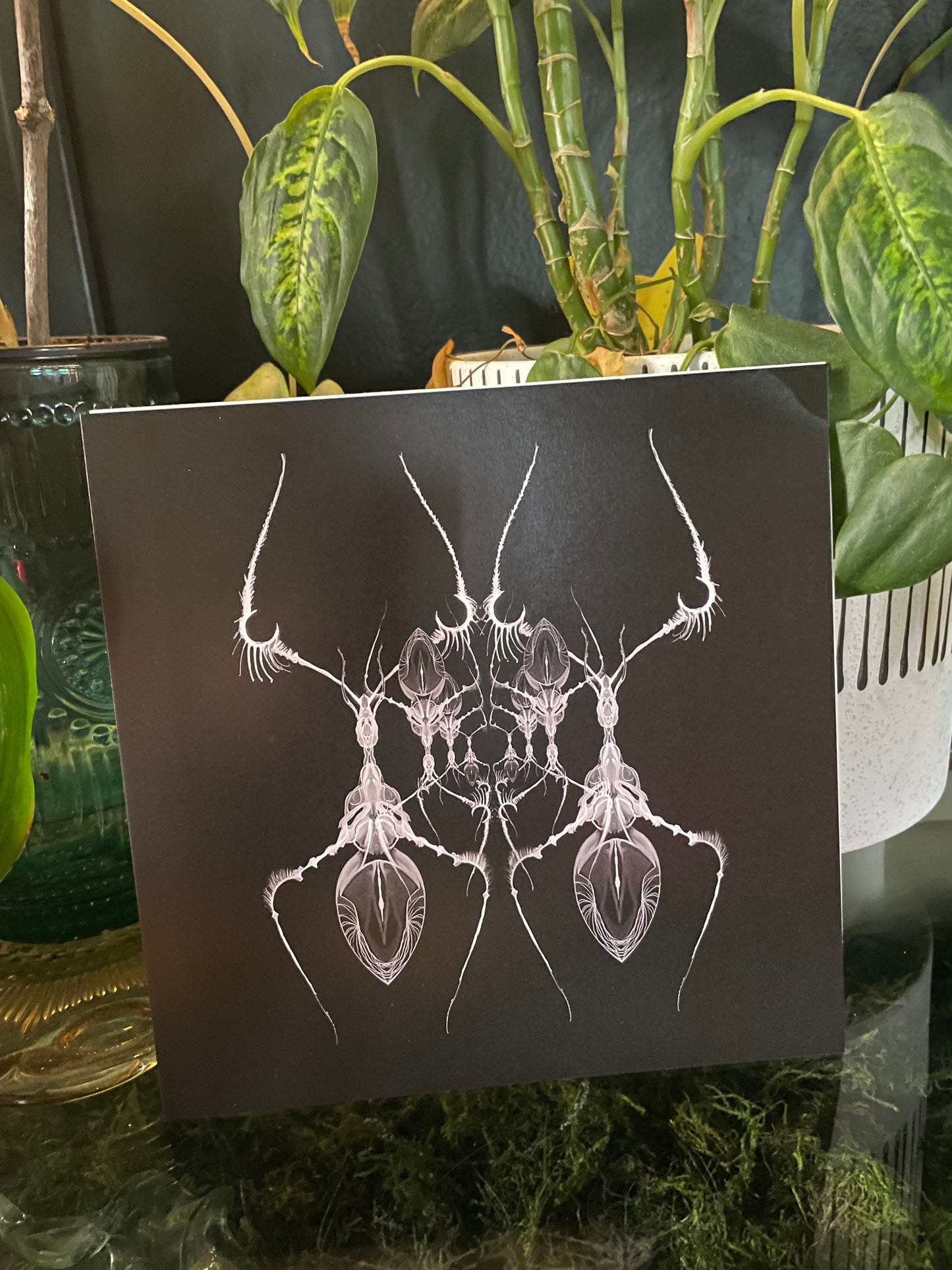 AntWeb 8x8 Art Print