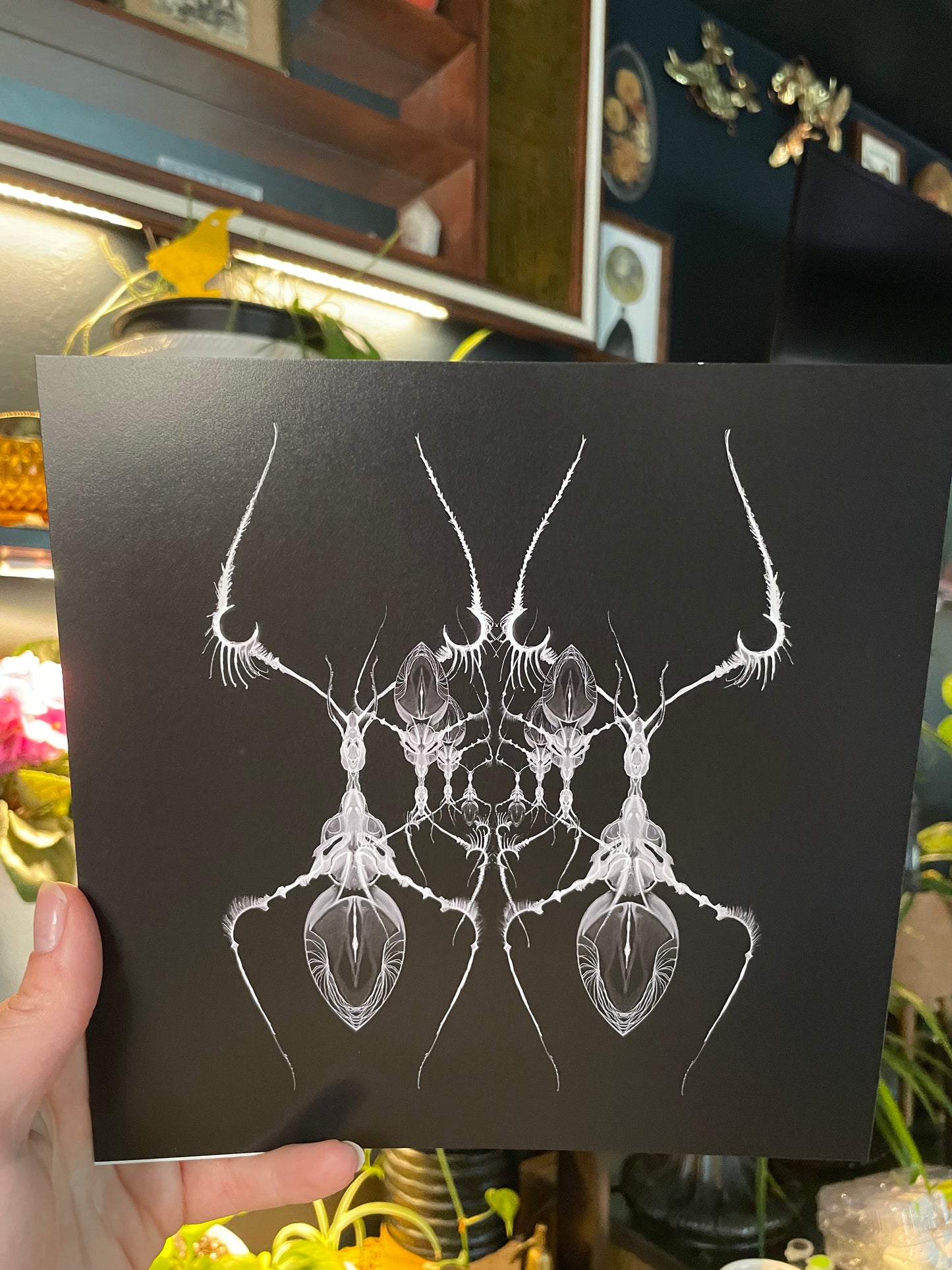 AntWeb 8x8 Art Print