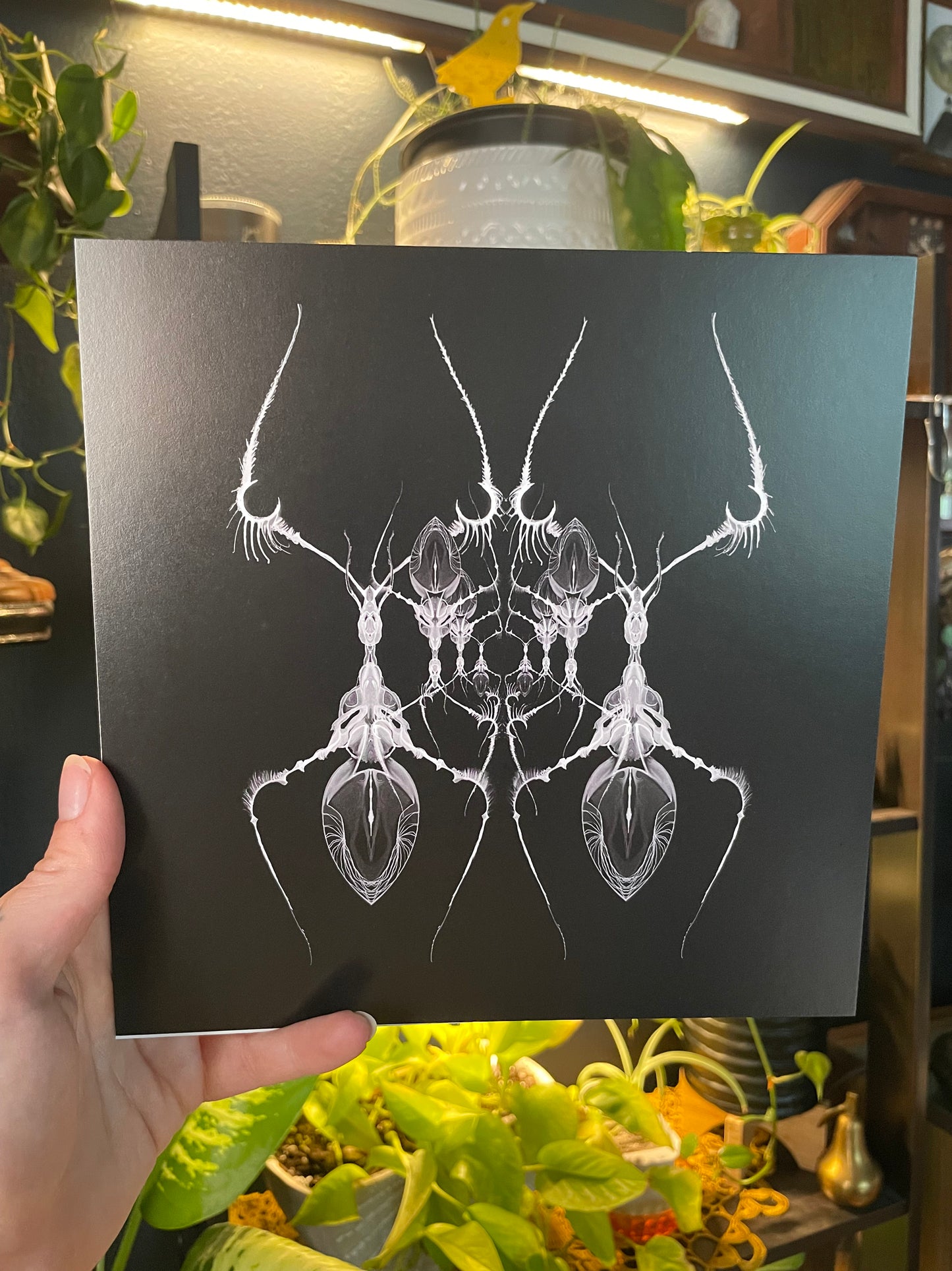 AntWeb 8x8 Art Print