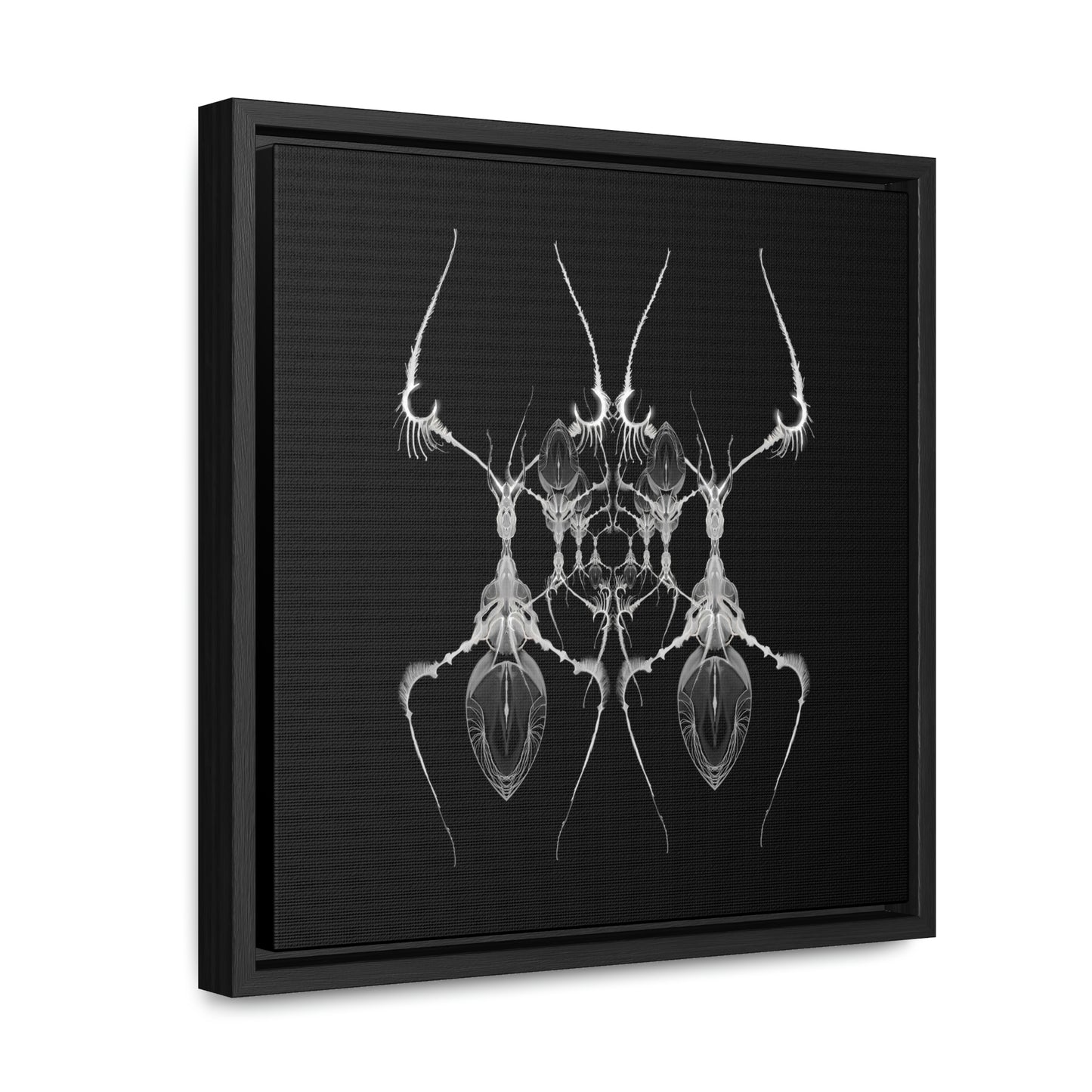Antweb Gallery Canvas Wrap With Square Frame