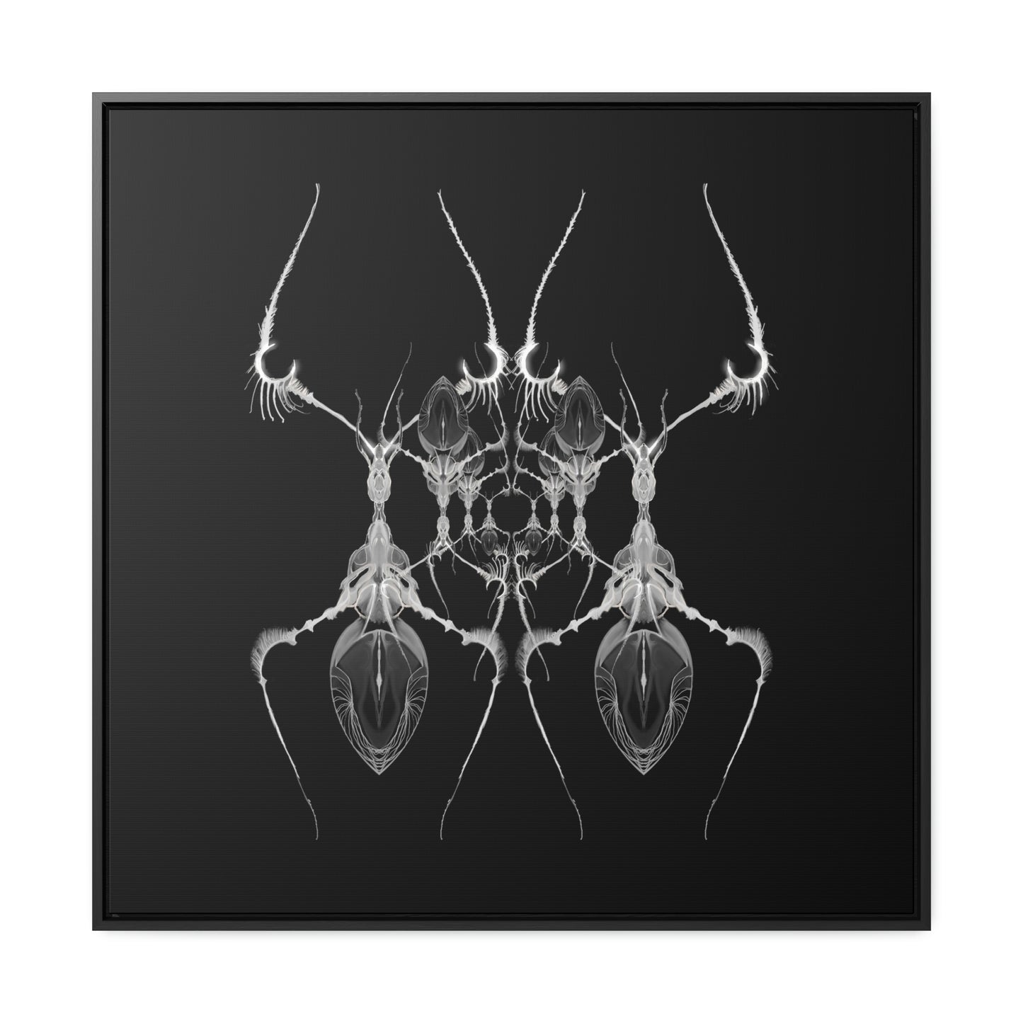 Antweb Gallery Canvas Wrap With Square Frame