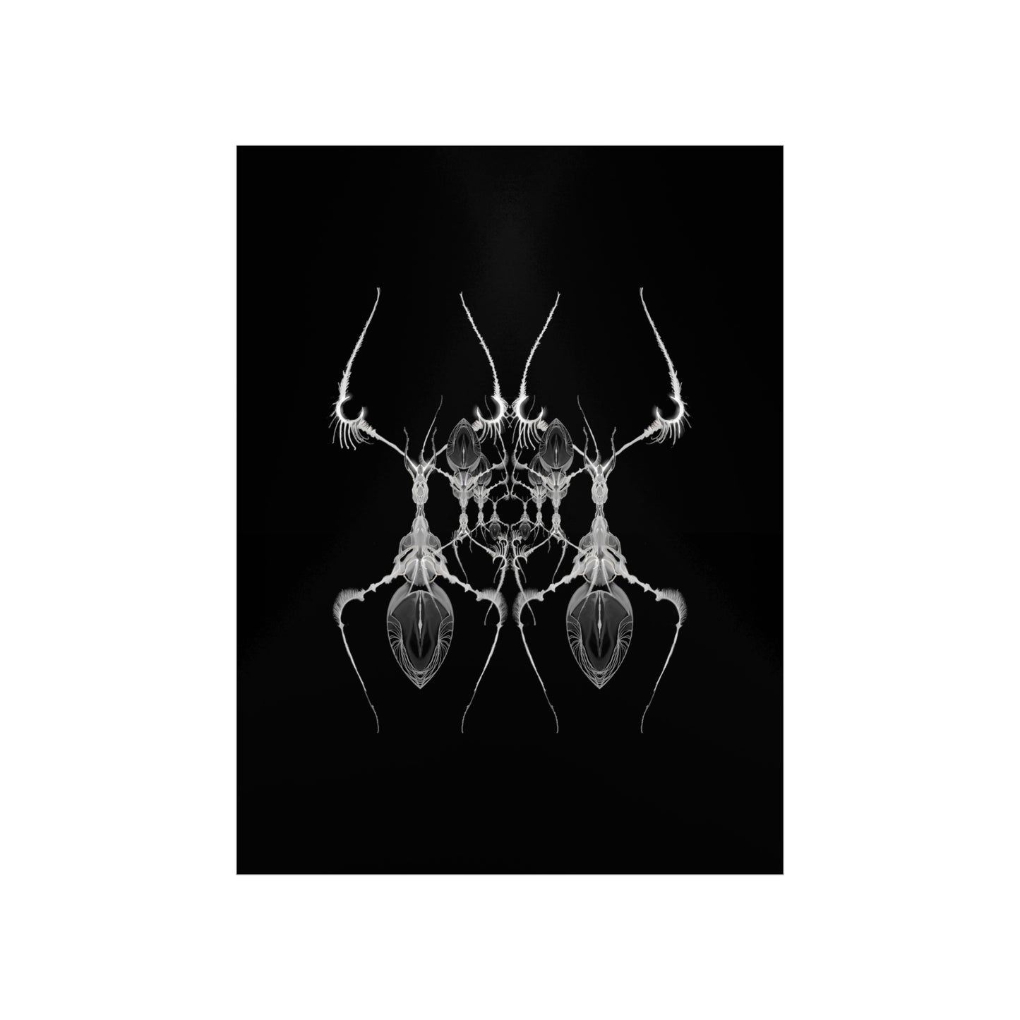 AntWeb Premium Matte Vertical Poster