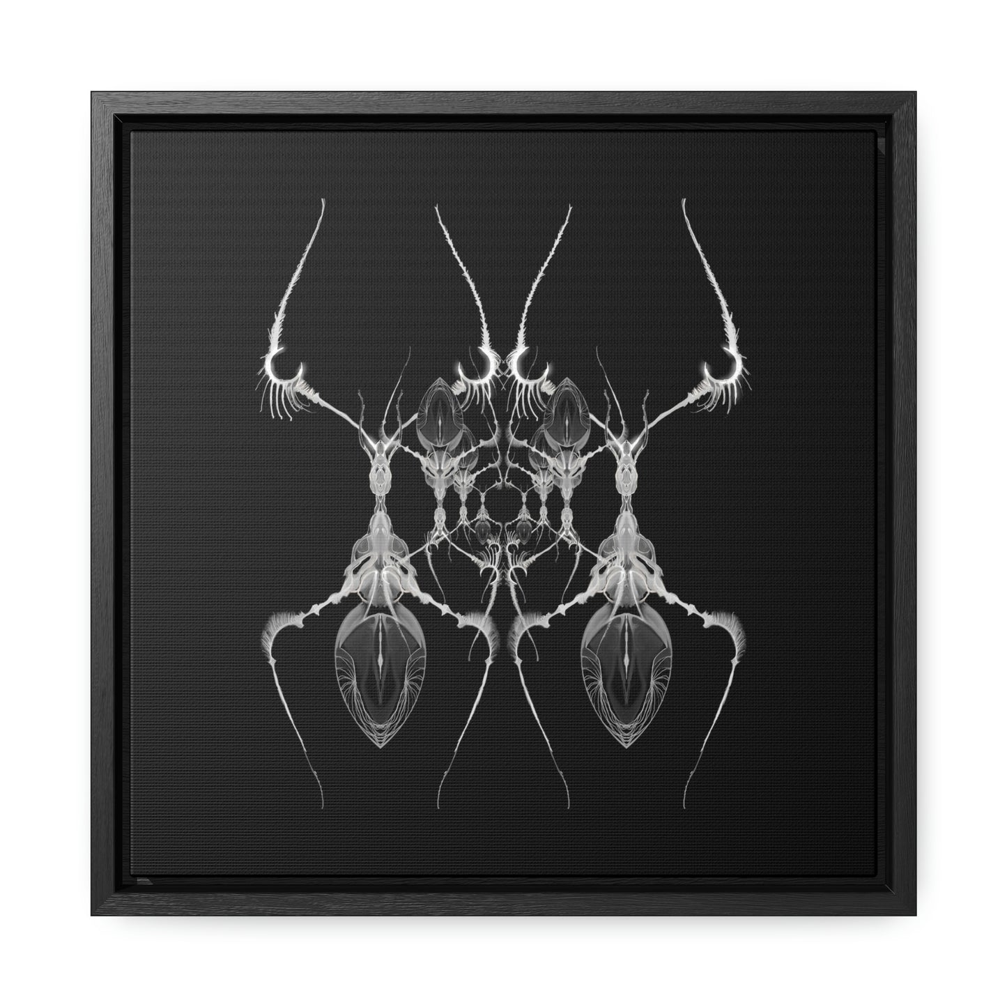Antweb Gallery Canvas Wrap With Square Frame