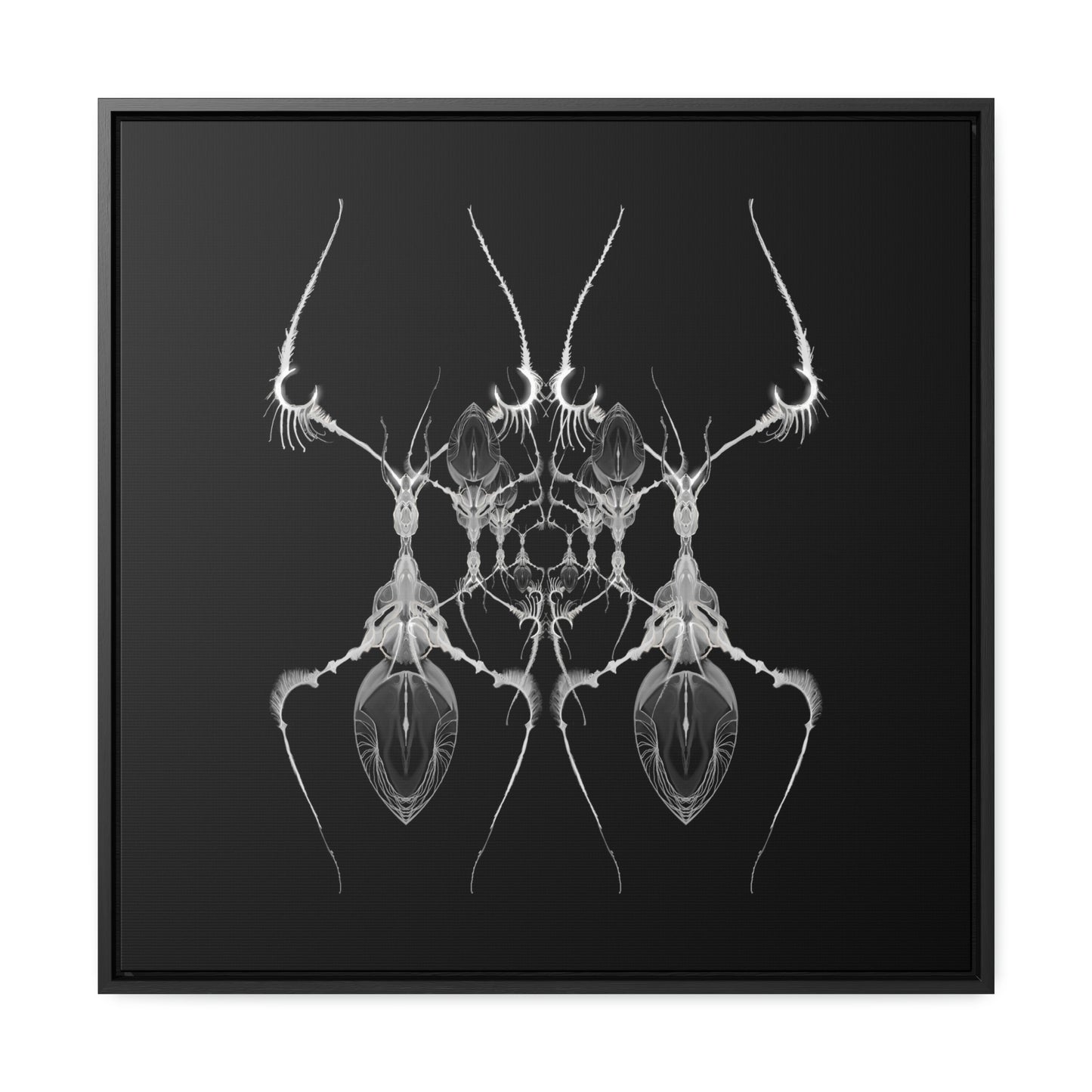 Antweb Gallery Canvas Wrap With Square Frame