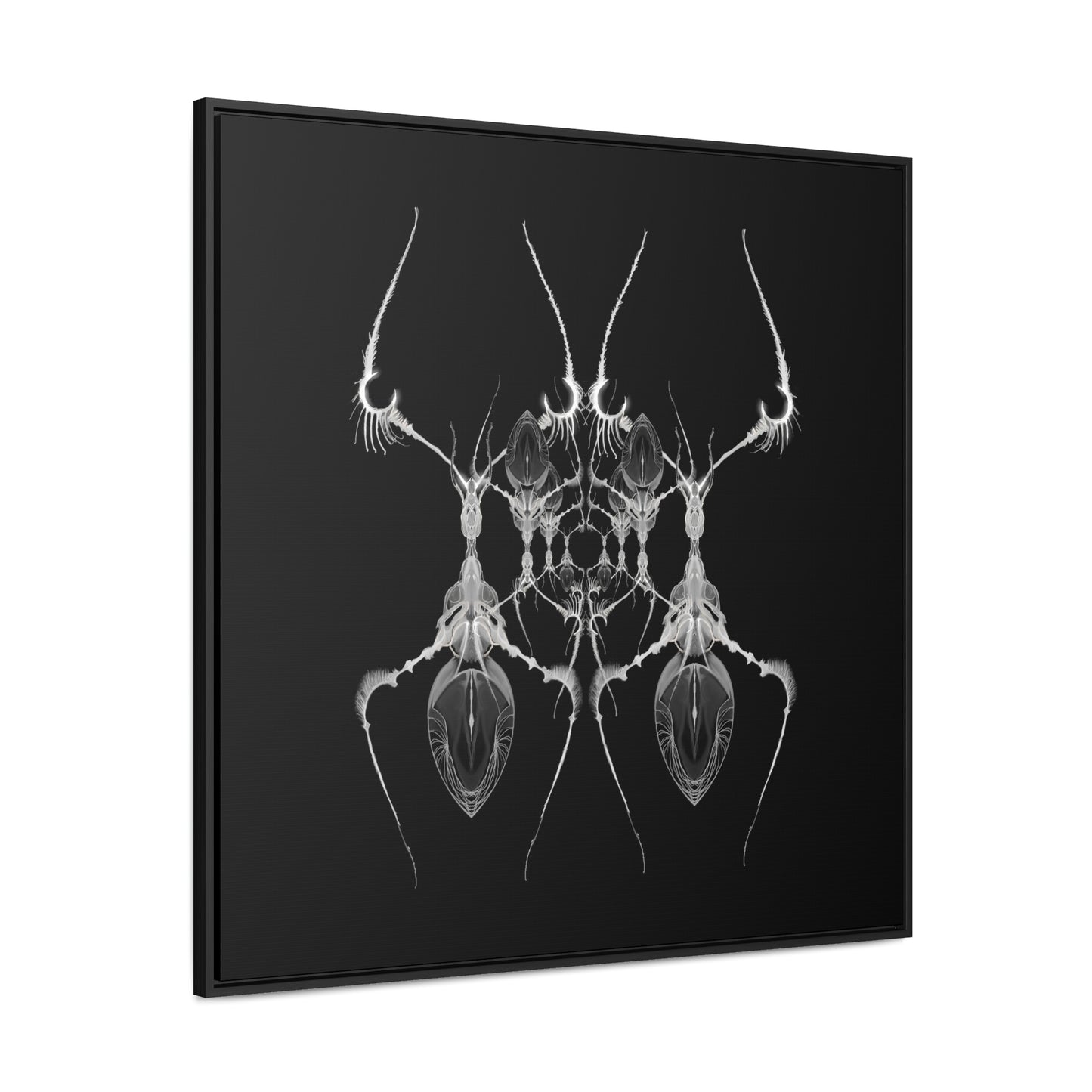 Antweb Gallery Canvas Wrap With Square Frame