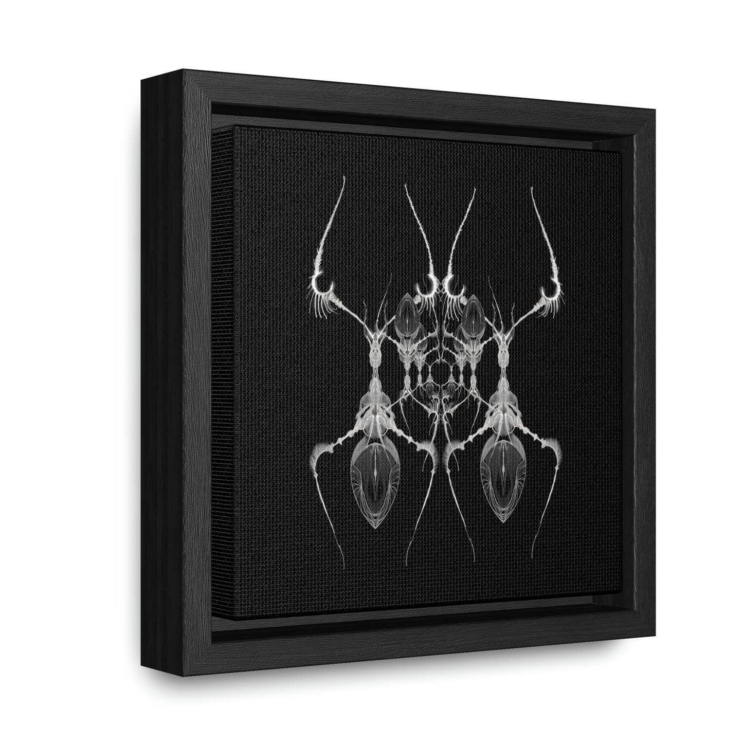 Antweb Gallery Canvas Wrap With Square Frame