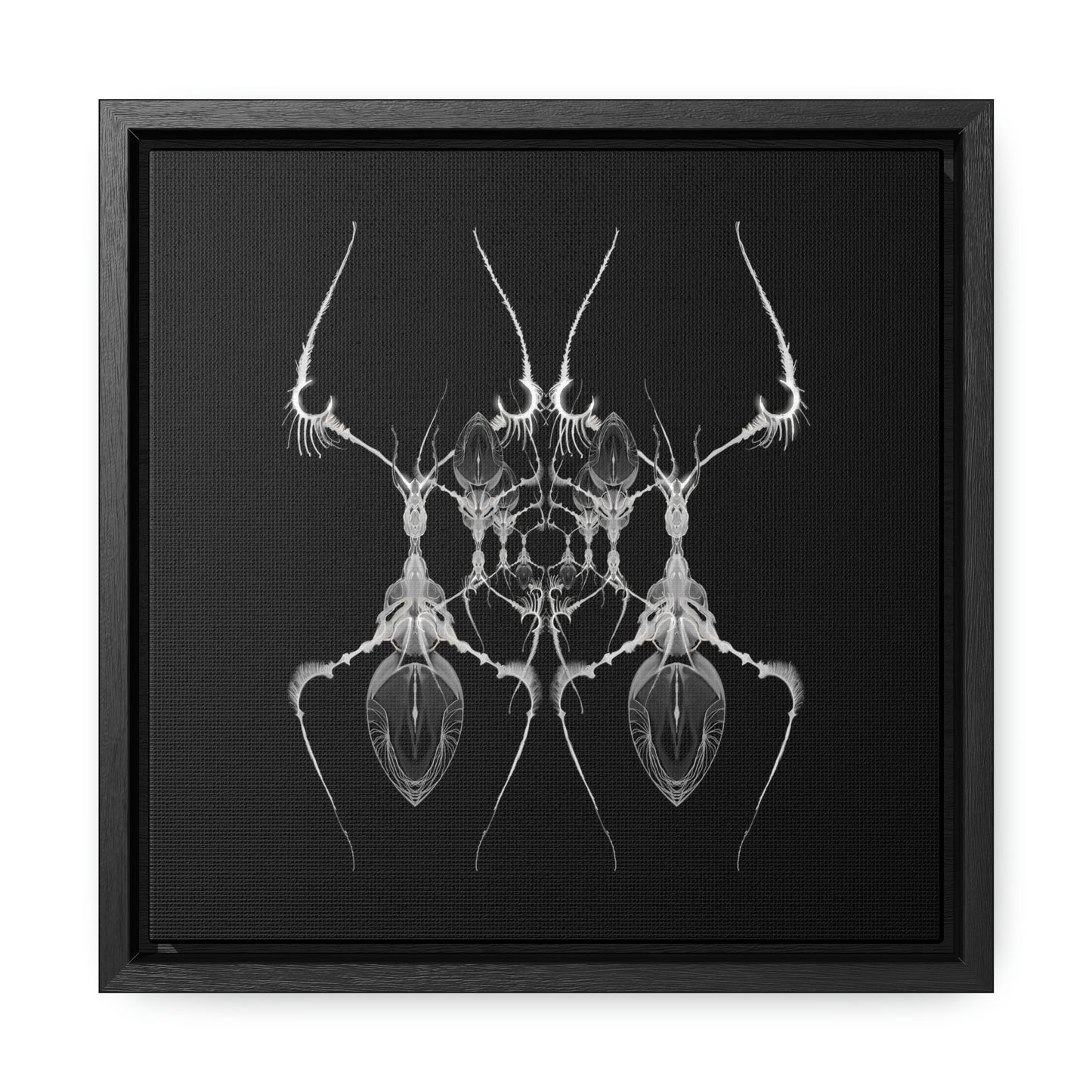 Antweb Gallery Canvas Wrap With Square Frame