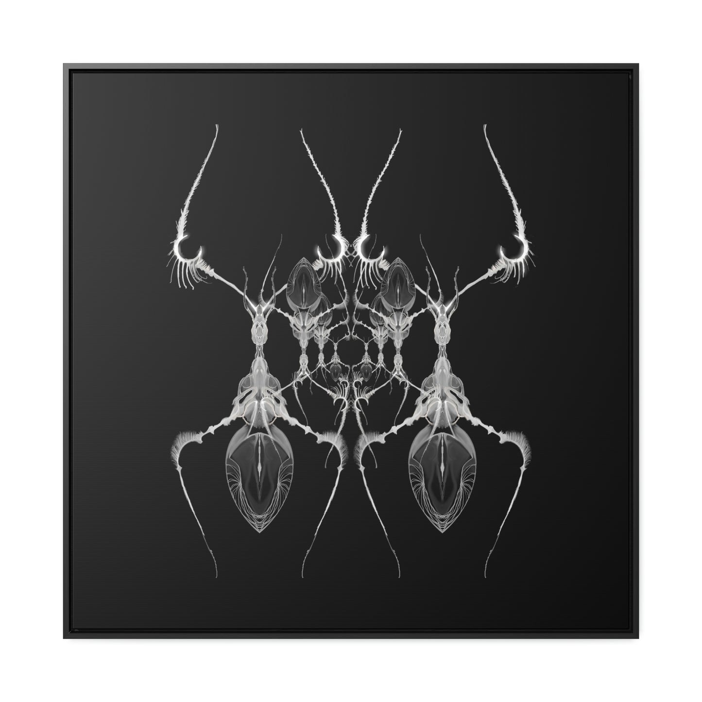 Antweb Gallery Canvas Wrap With Square Frame