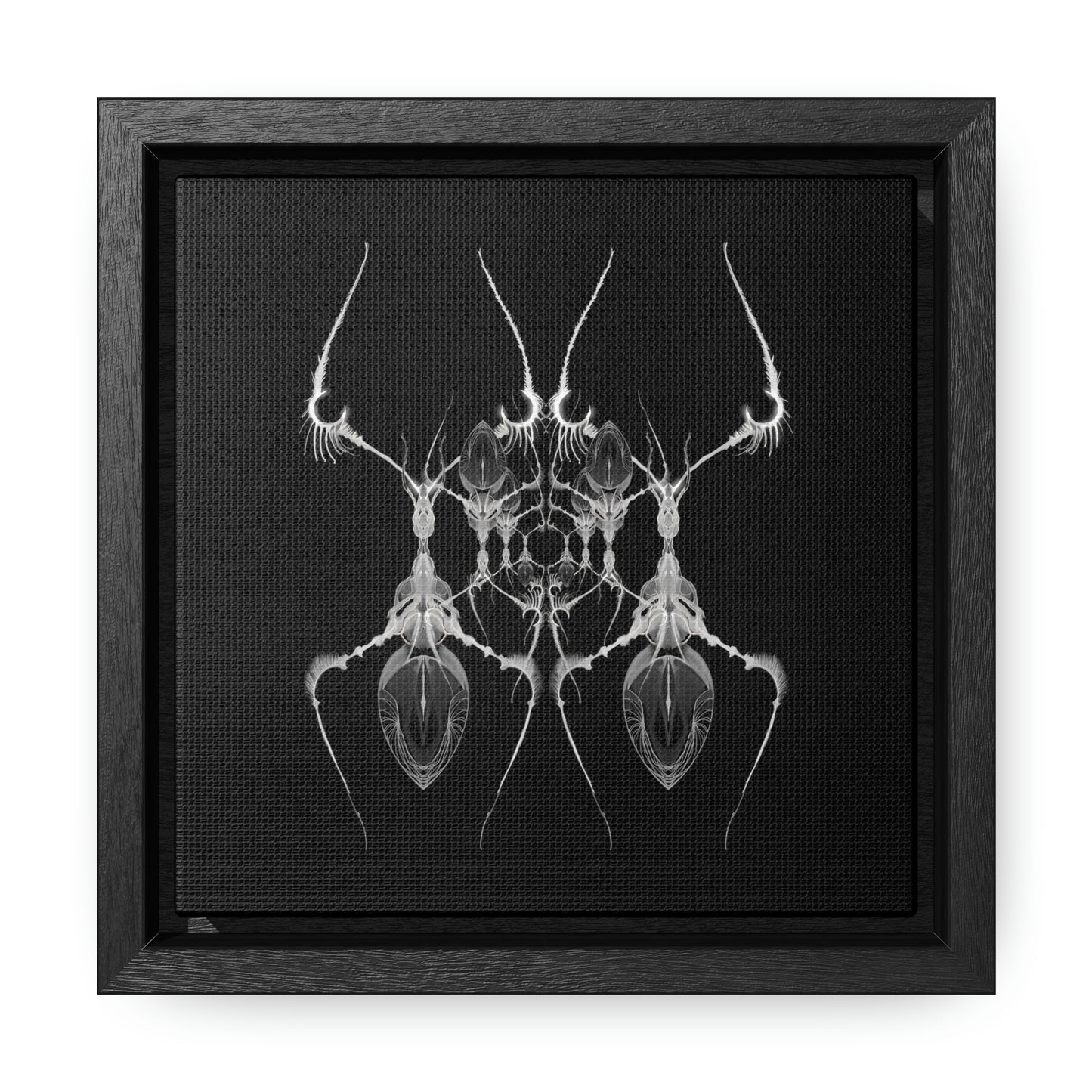 Antweb Gallery Canvas Wrap With Square Frame