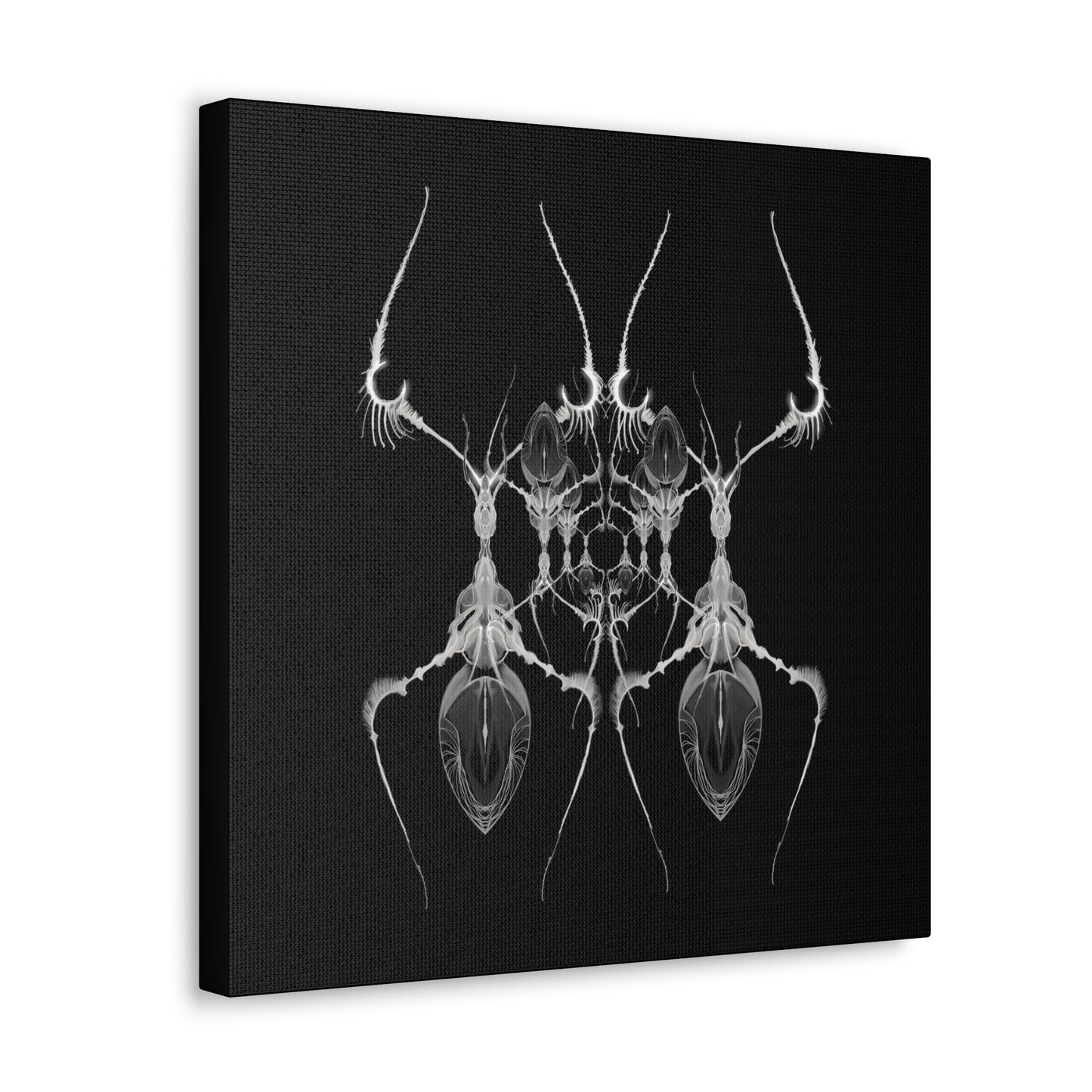 AntWeb Canvas Gallery Wrap