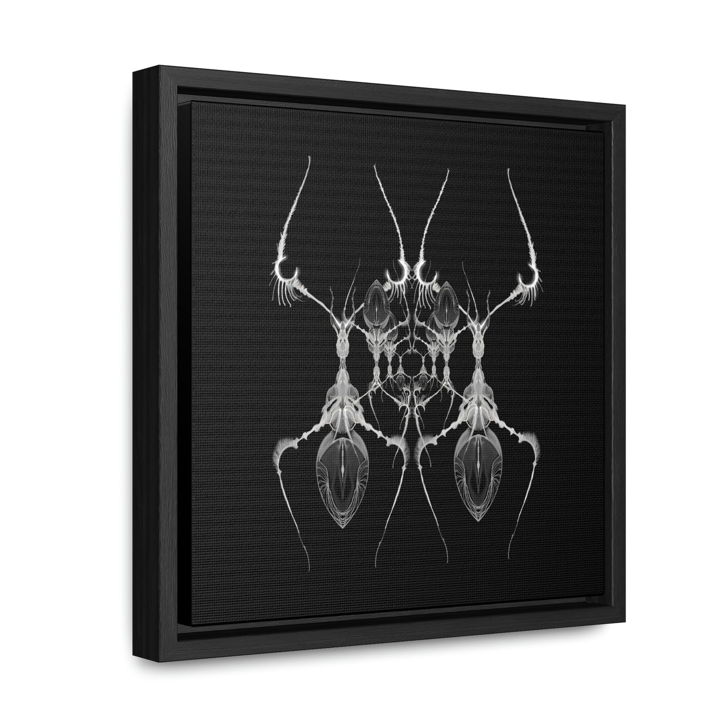 Antweb Gallery Canvas Wrap With Square Frame