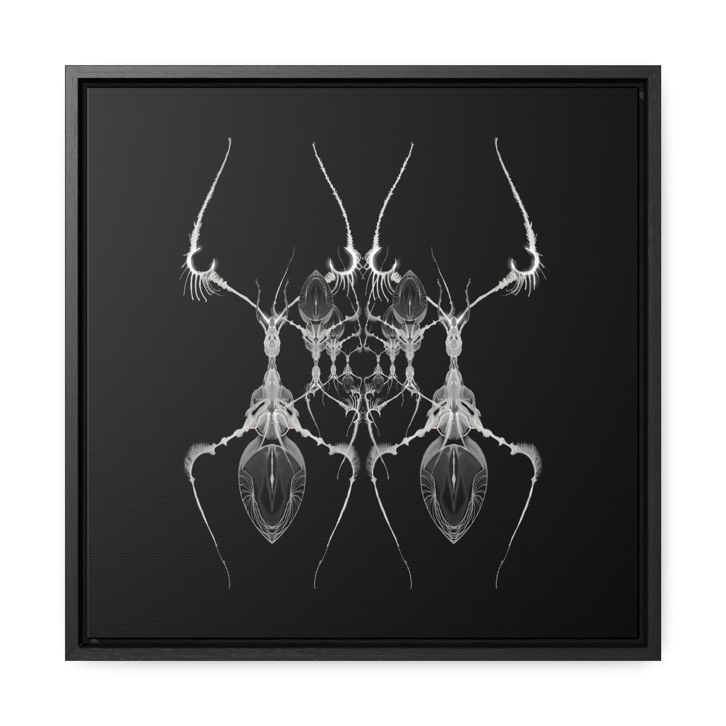 Antweb Gallery Canvas Wrap With Square Frame