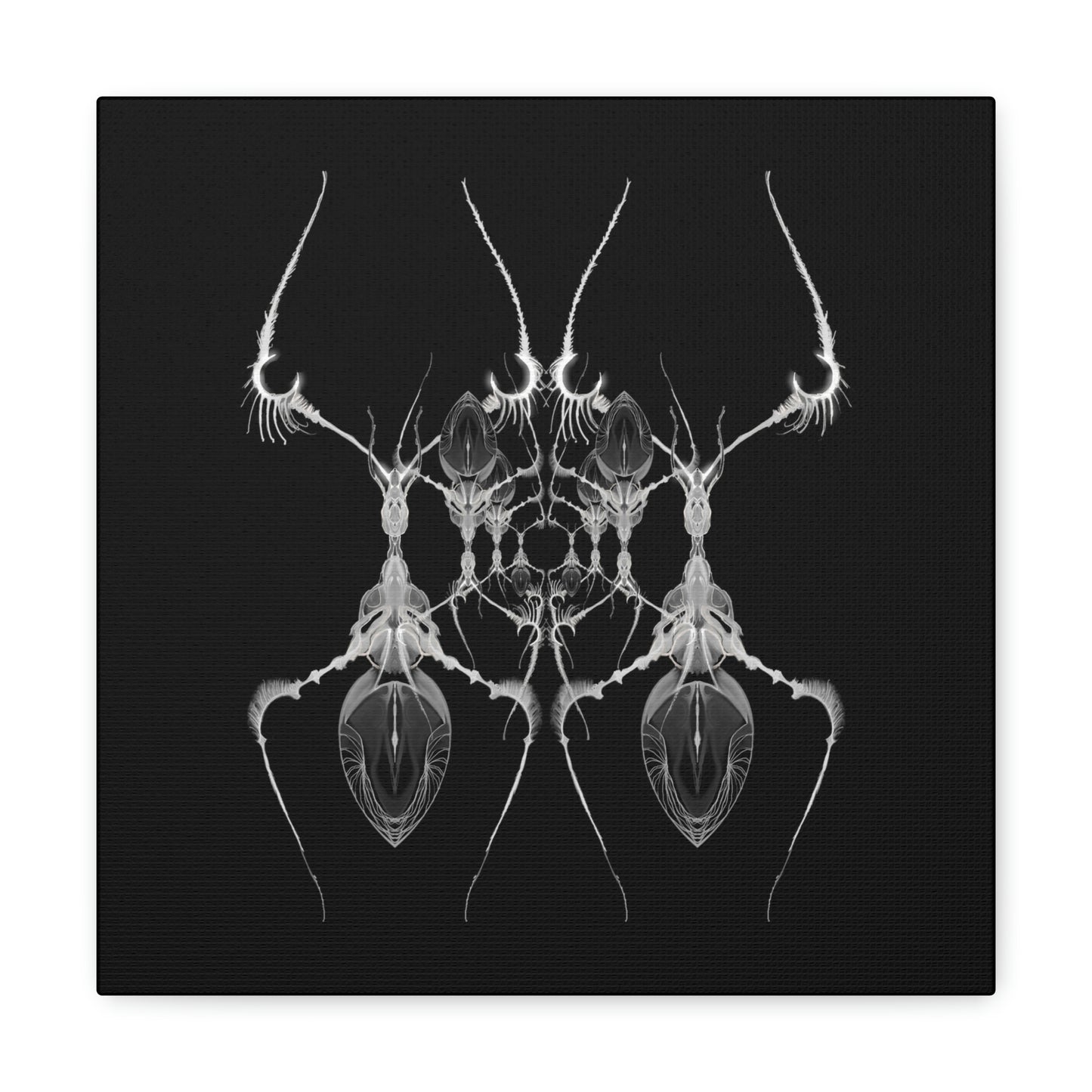 AntWeb Canvas Gallery Wrap
