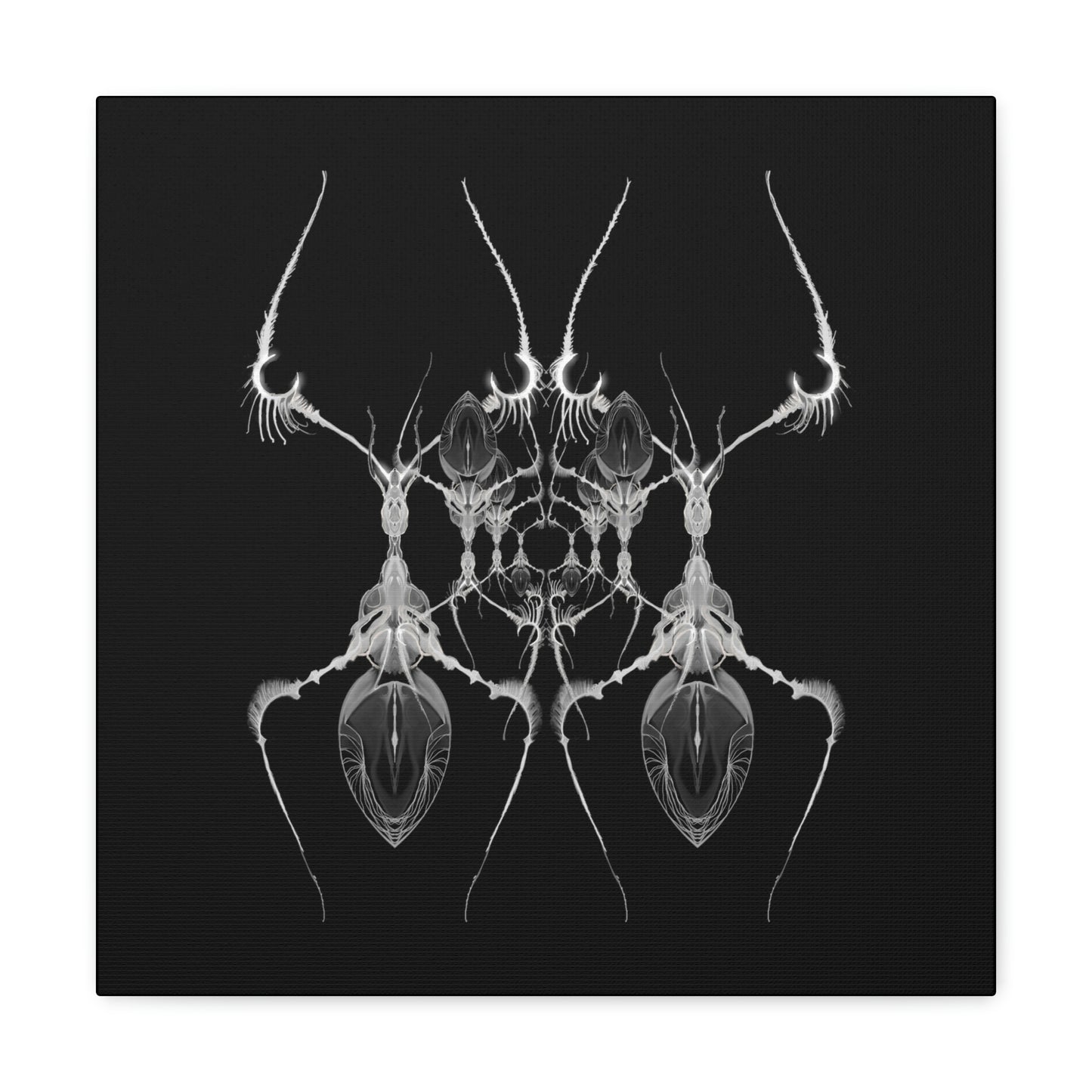 AntWeb Canvas Gallery Wrap