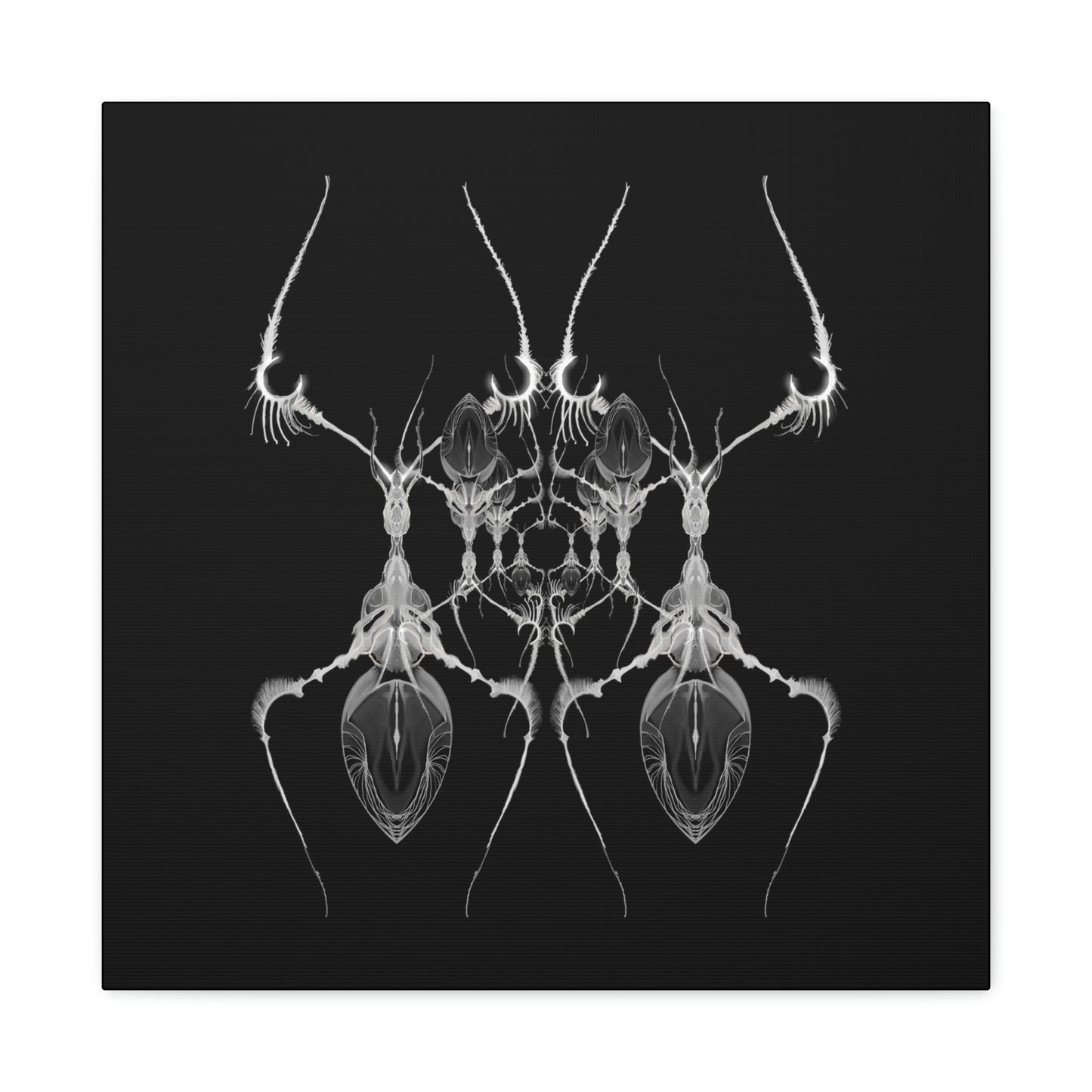 AntWeb Canvas Gallery Wrap