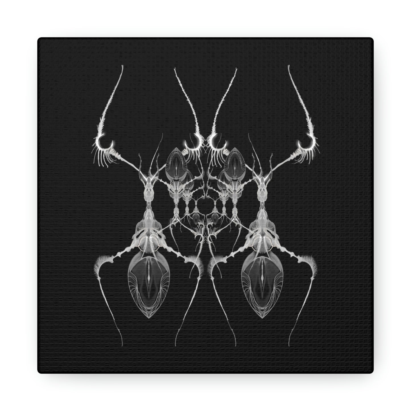 AntWeb Canvas Gallery Wrap