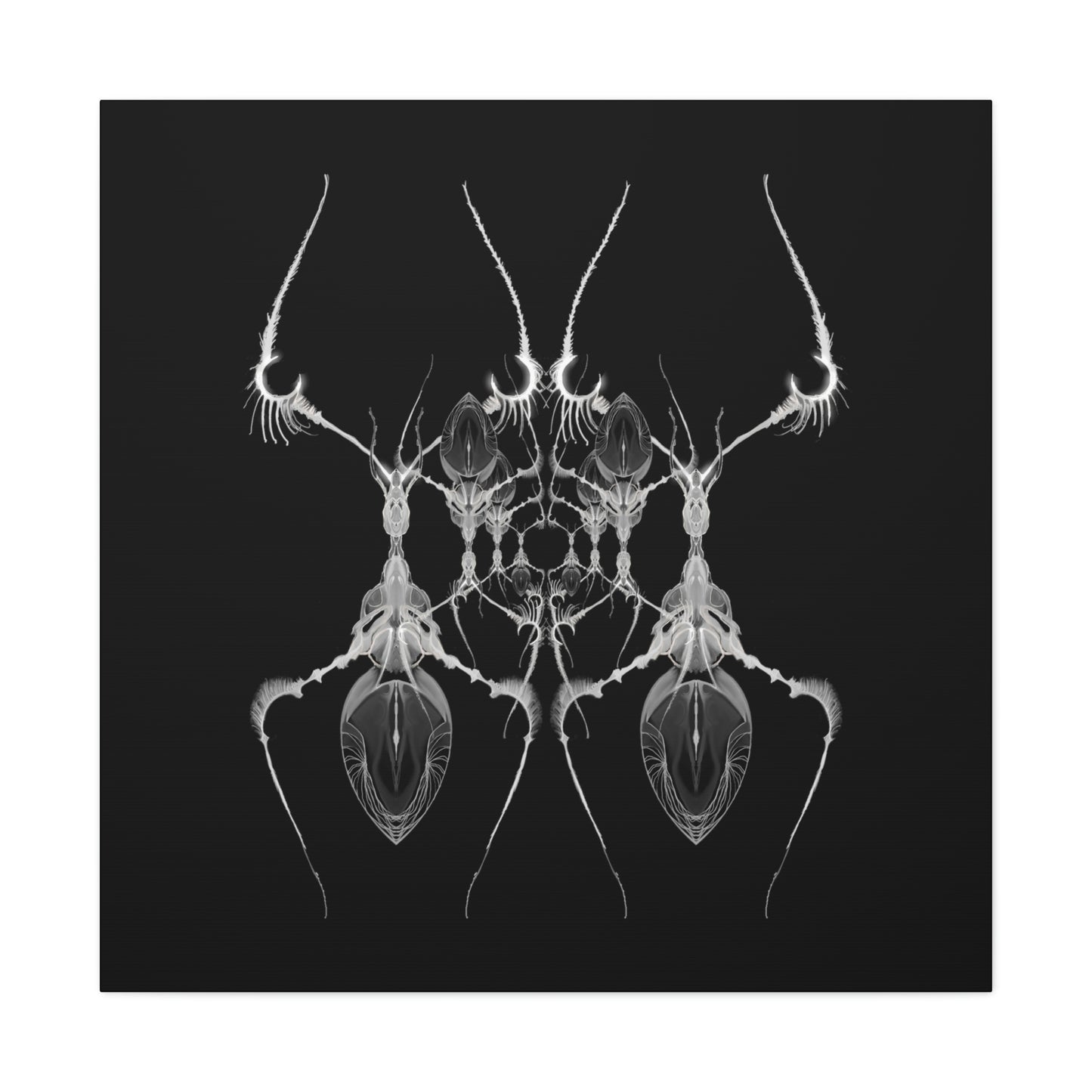 AntWeb Canvas Gallery Wrap