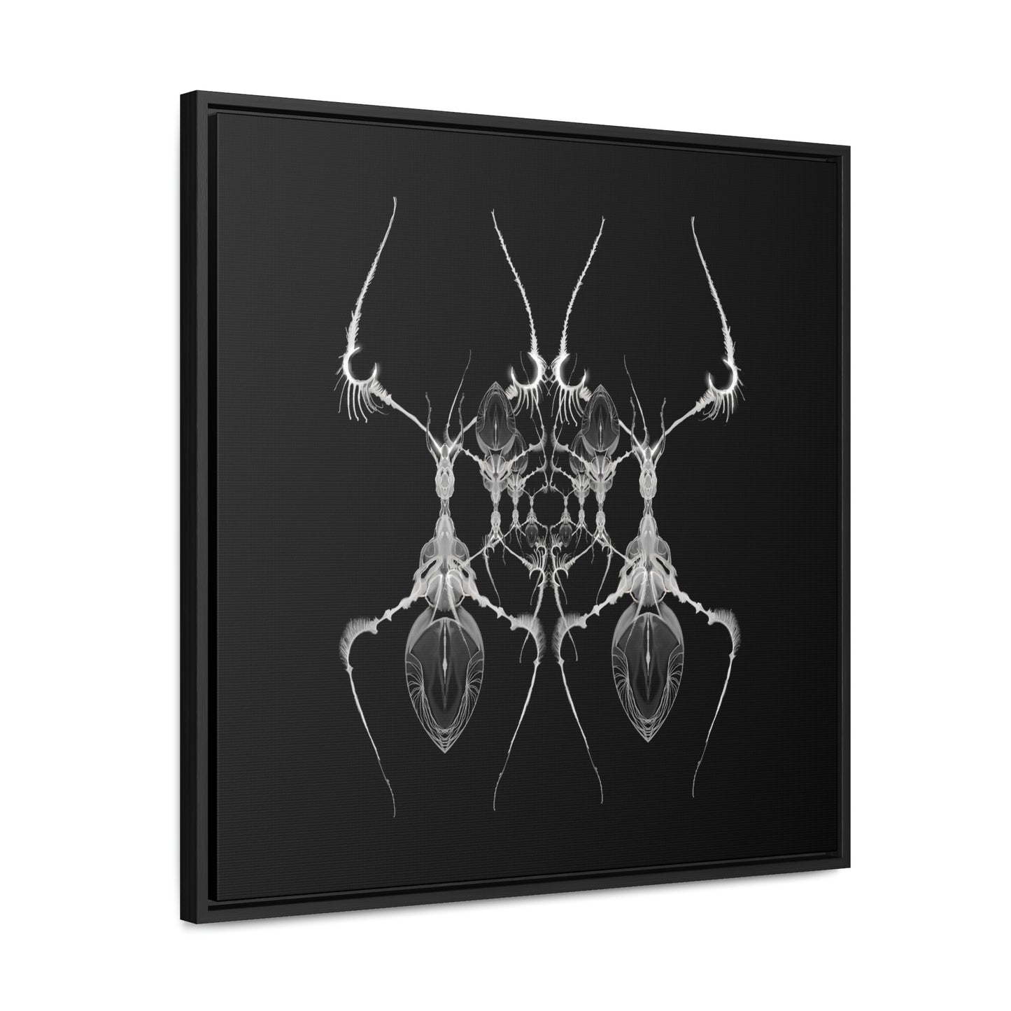 Antweb Gallery Canvas Wrap With Square Frame